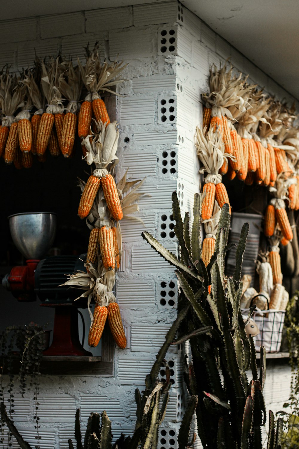 building decorated with corn beside cacti