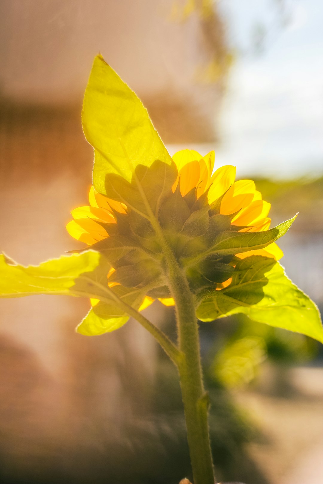 yellow flower with green leaves