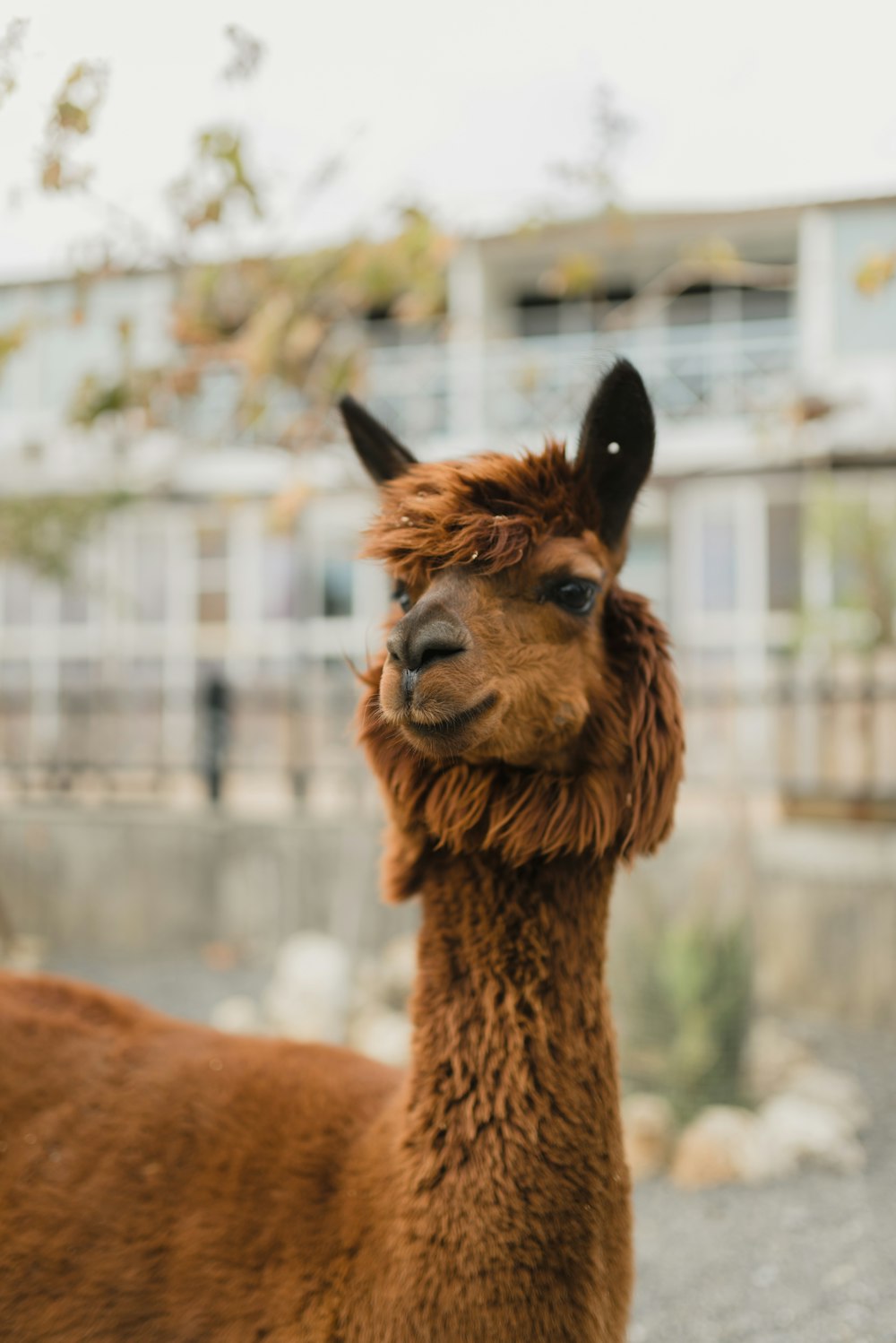 Foto de llama marrón