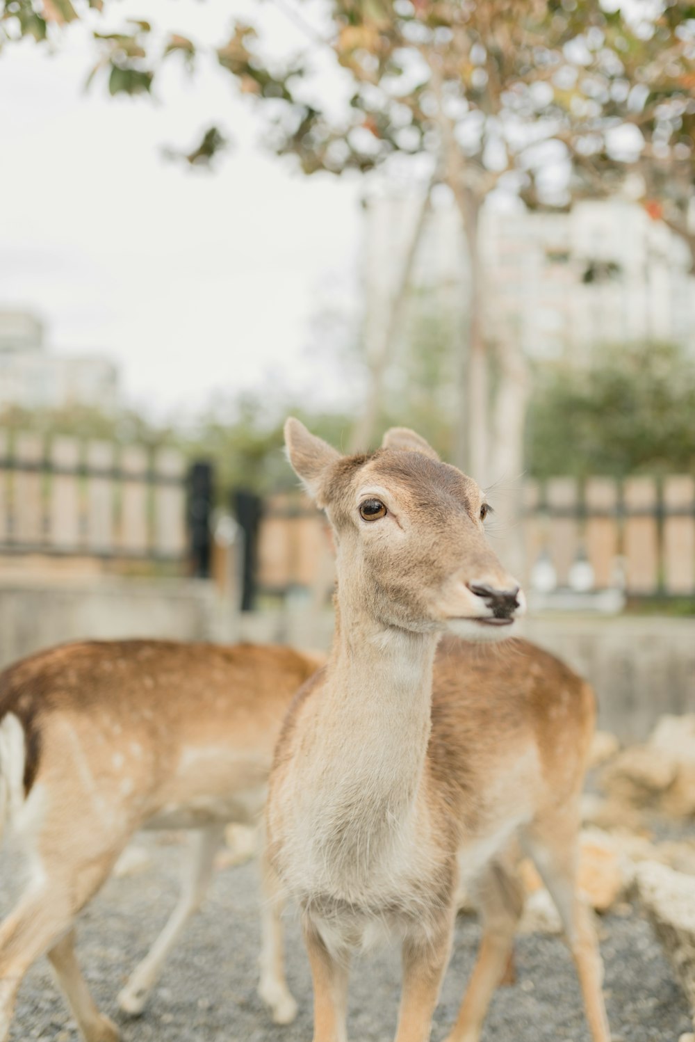 selective focus photography of brown deer during daytime