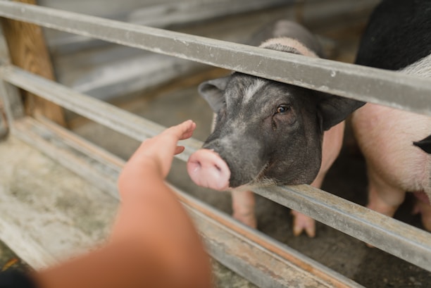 A hand is reaching out towards a pig that is looking curiously through a metal fence. The pig has a black snout and ears with pink skin, creating a contrast against the metal bars. The setting appears to be a barn or a similar rustic environment.