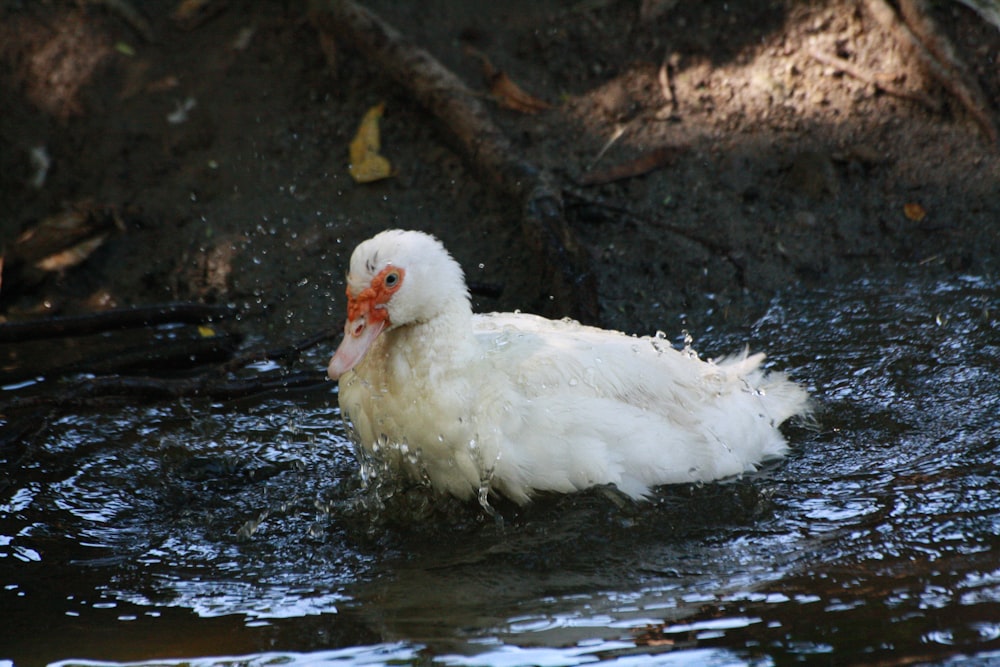 Fotografía del pato blanco