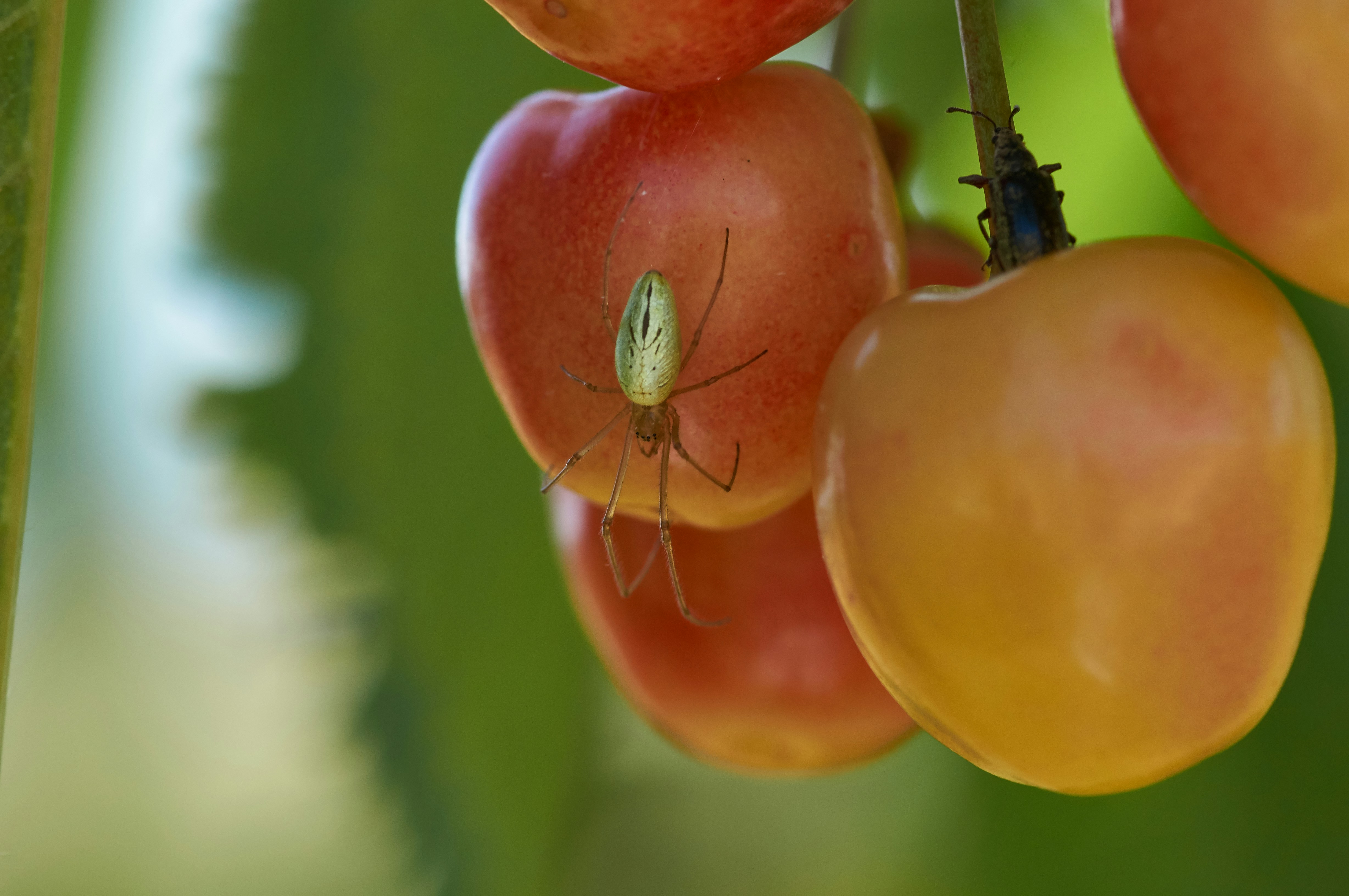 Photo by wolfgang_hasselmann