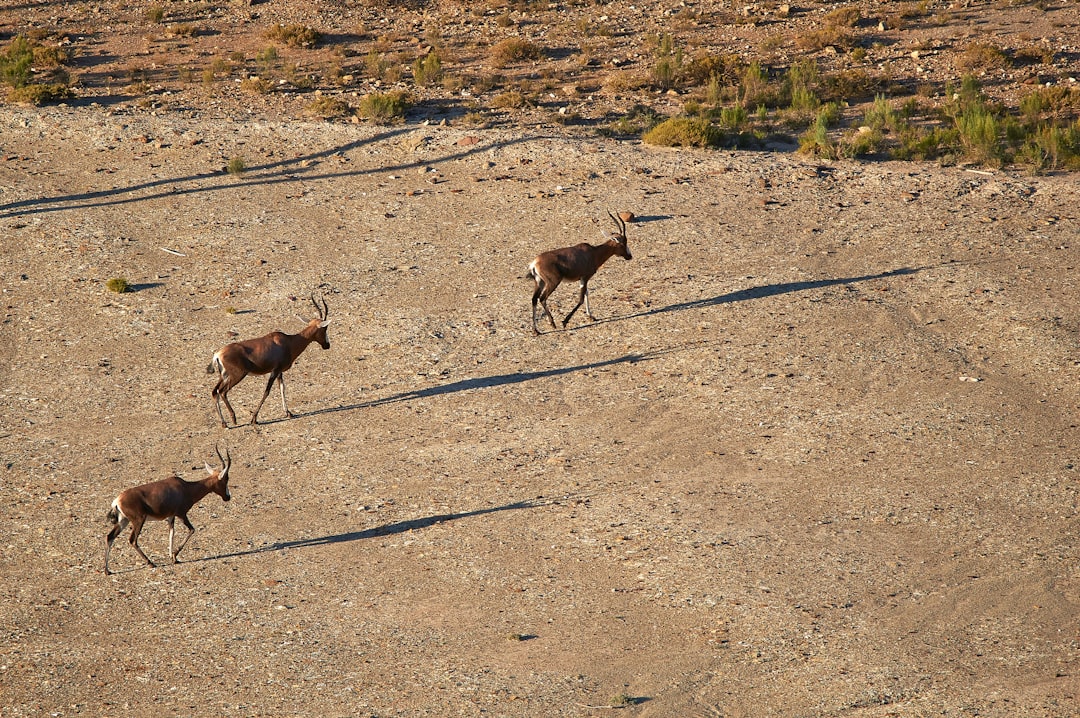 three brown deer on the field photograph