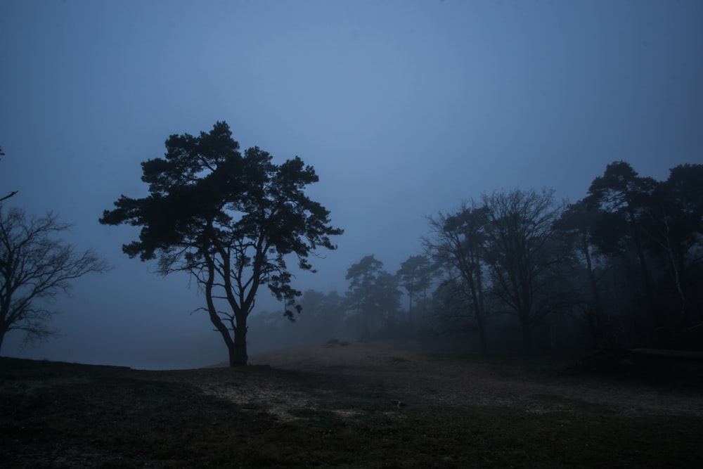 trees on grass field during night