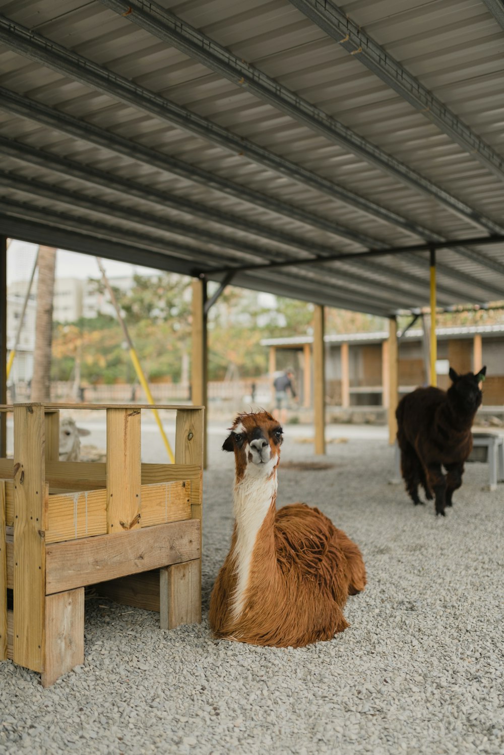 Fotografía de llama marrón