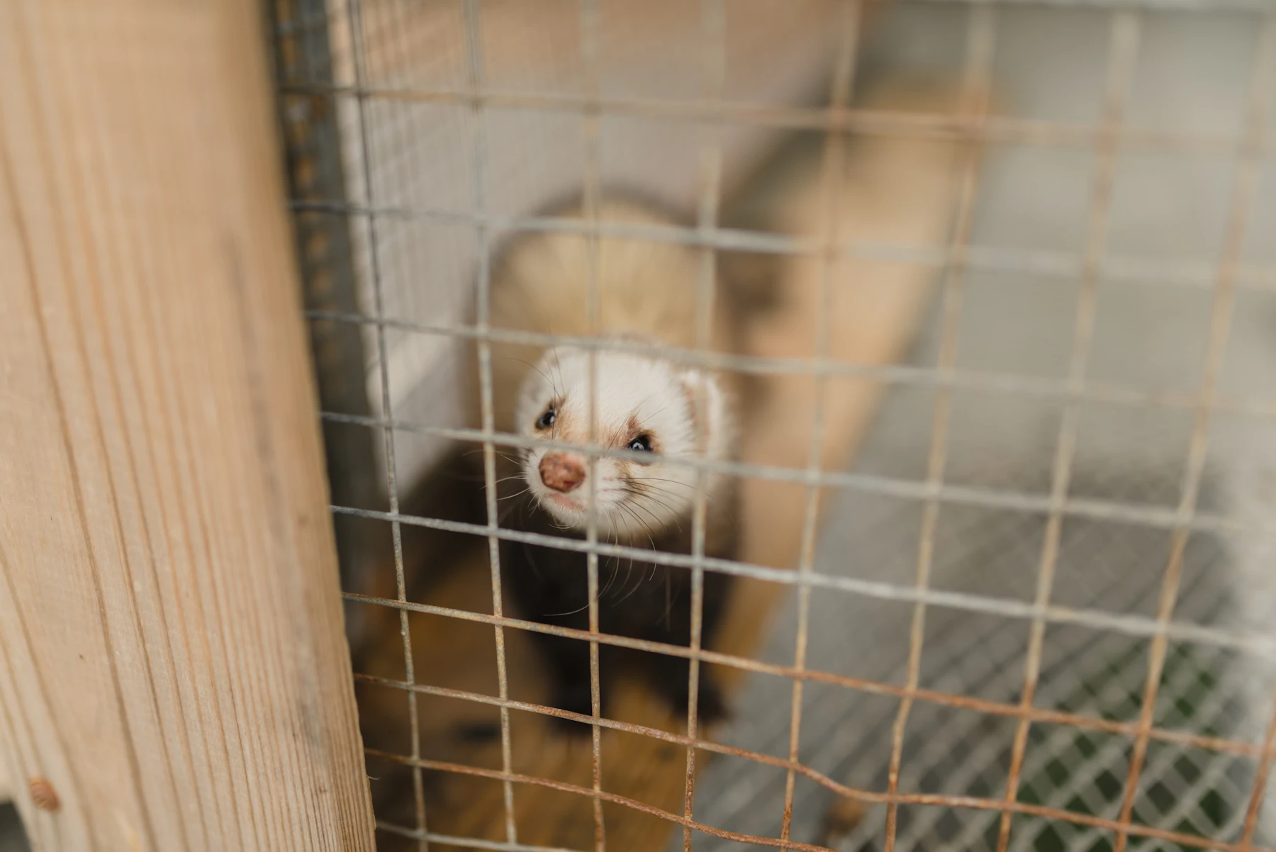 A pale ferret with a dark mask looking out through the wire mesh of a cage