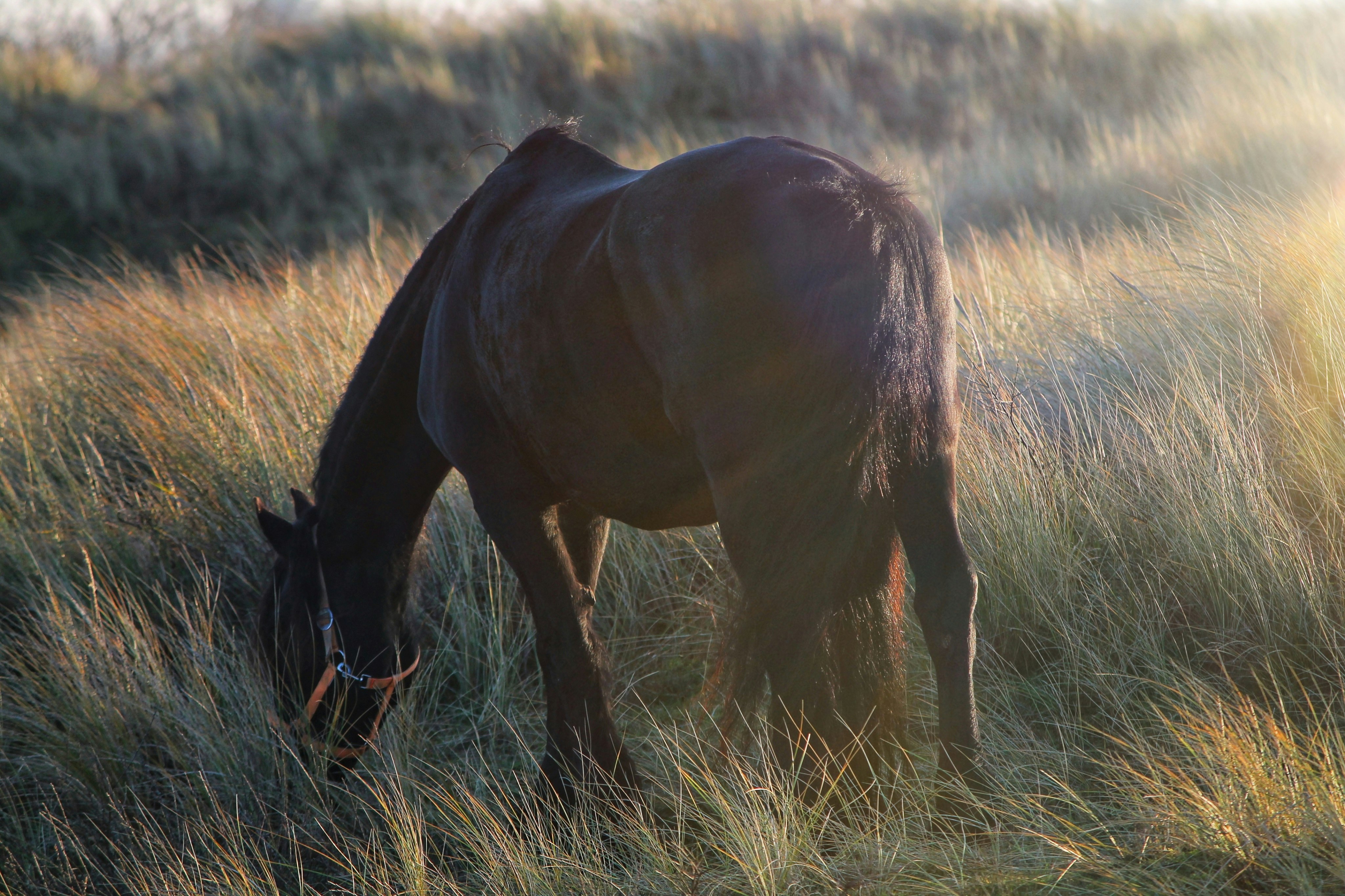 black horse eating green grass during daytime
