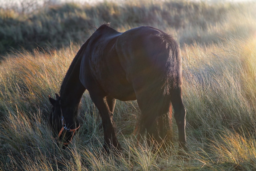 black horse eating green grass during daytime