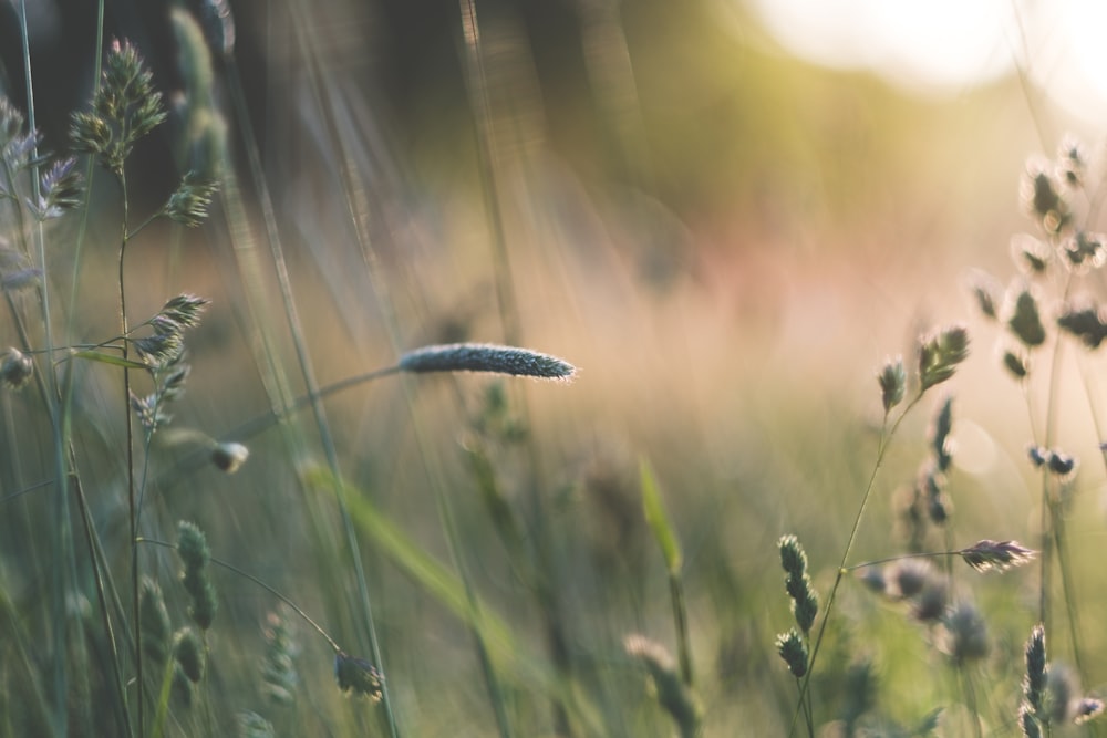 a blurry photo of a field of tall grass