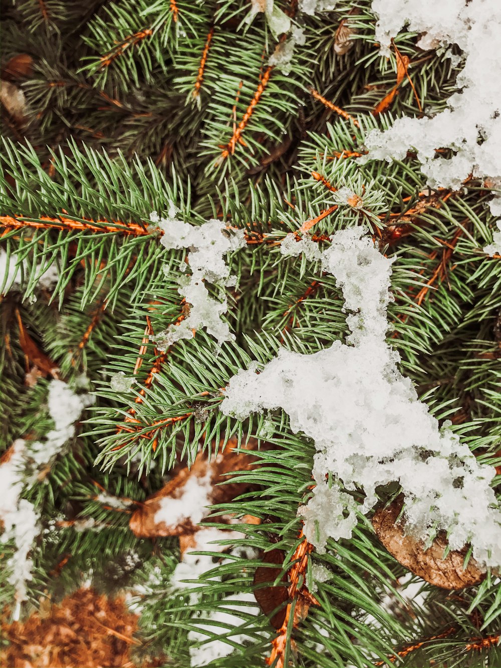 pine leaves covered with snow
