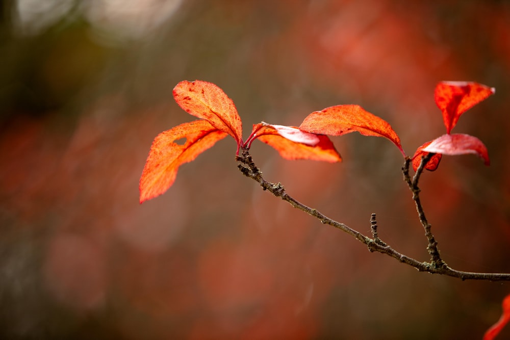 a branch with two flowers on it with a blurry background