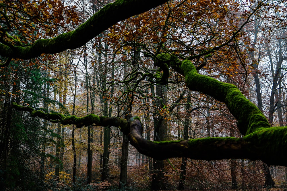 mossy tree