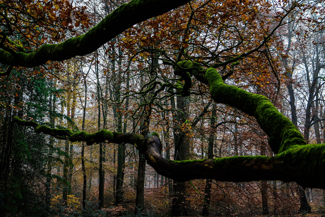 Forest photo spot Paleispark Netherlands