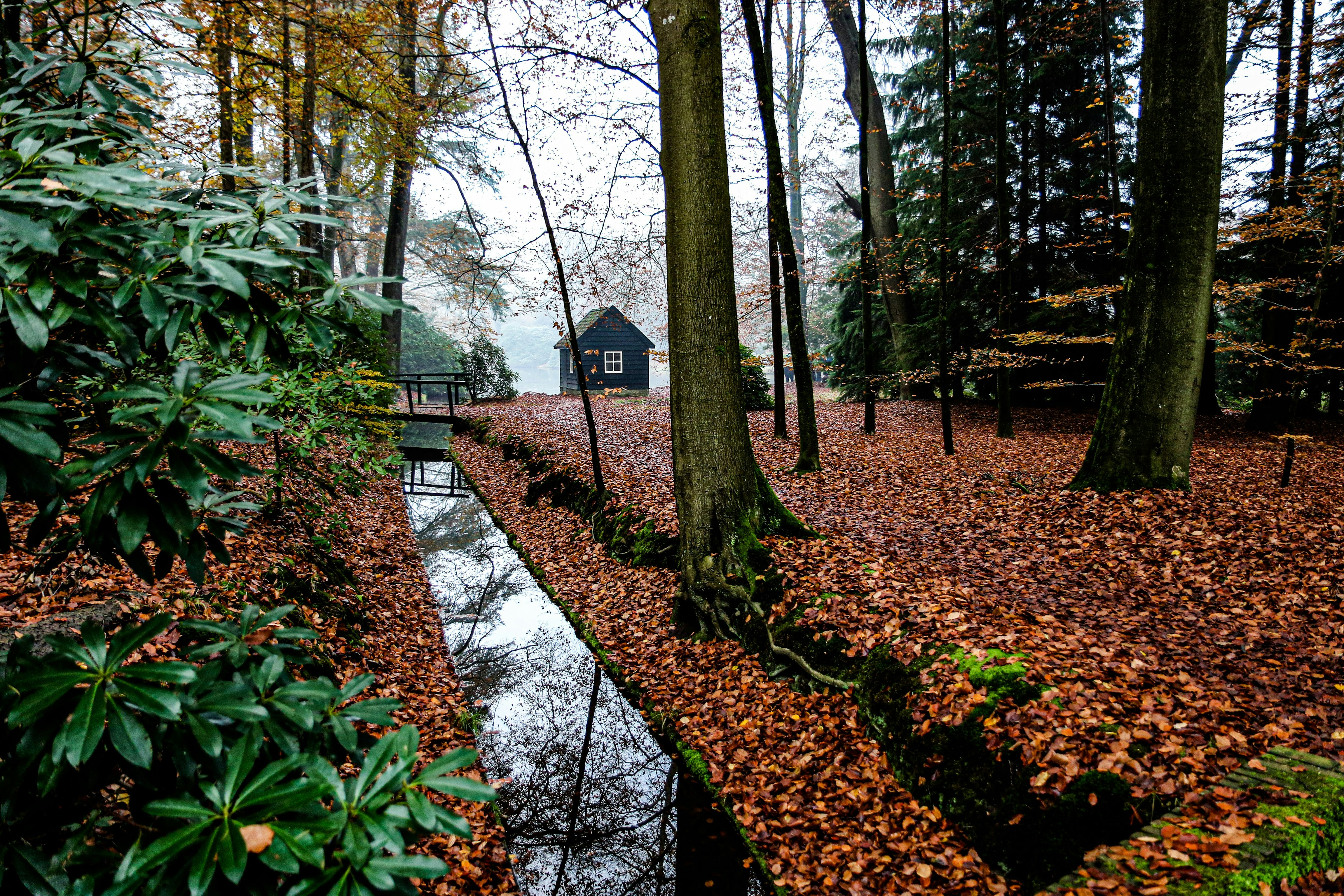 trees near house and calm body of water during daytime