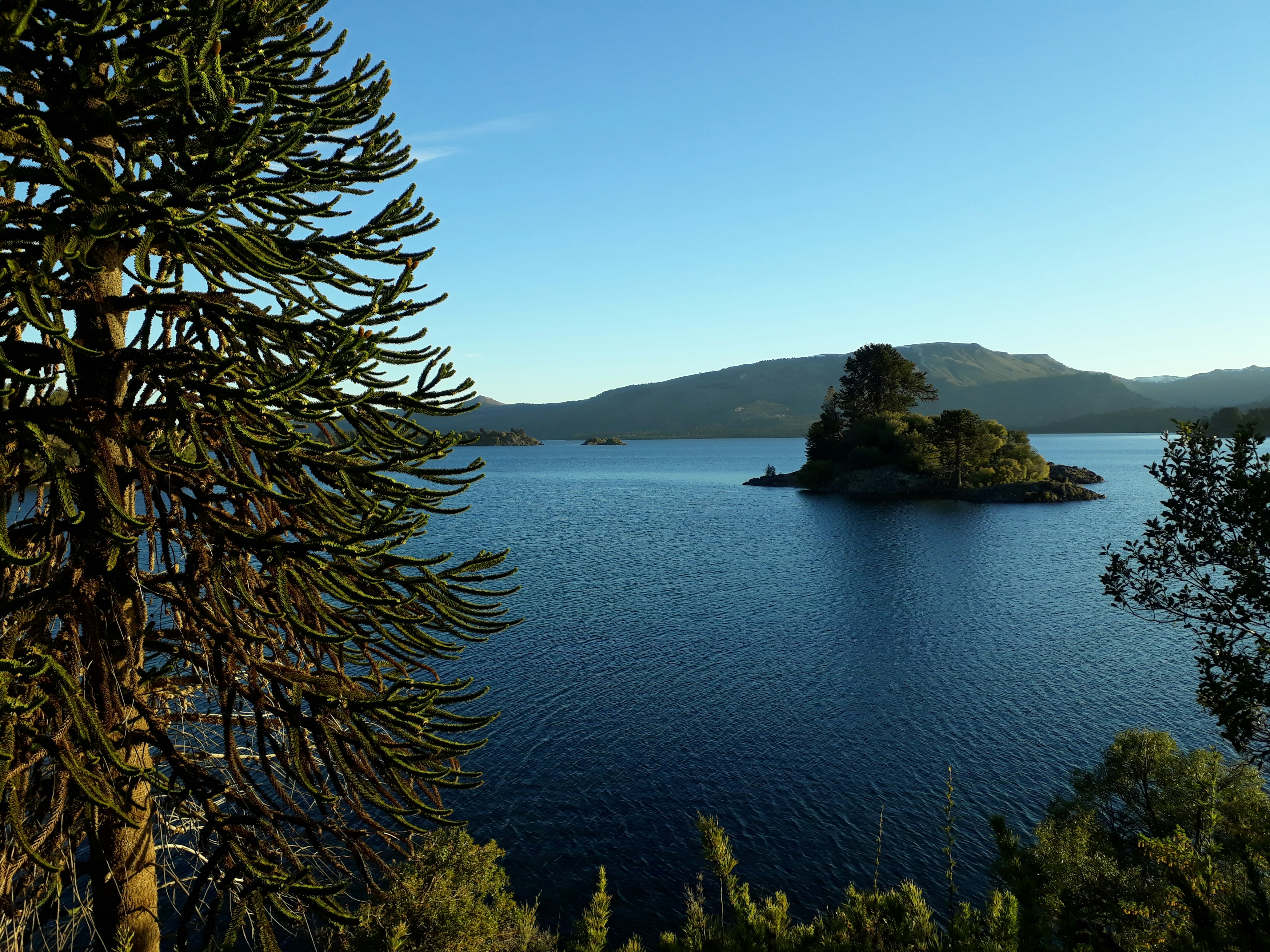 Rare Araucaria tree on the edge of Alumine lake