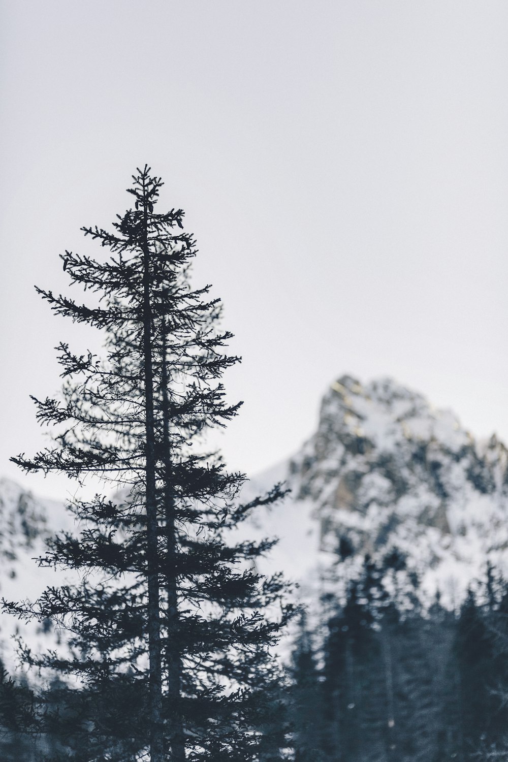 tree and mountain covered with snow