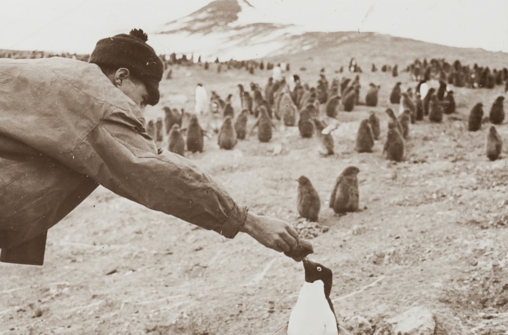 sepia photography of man feeding a penguin
