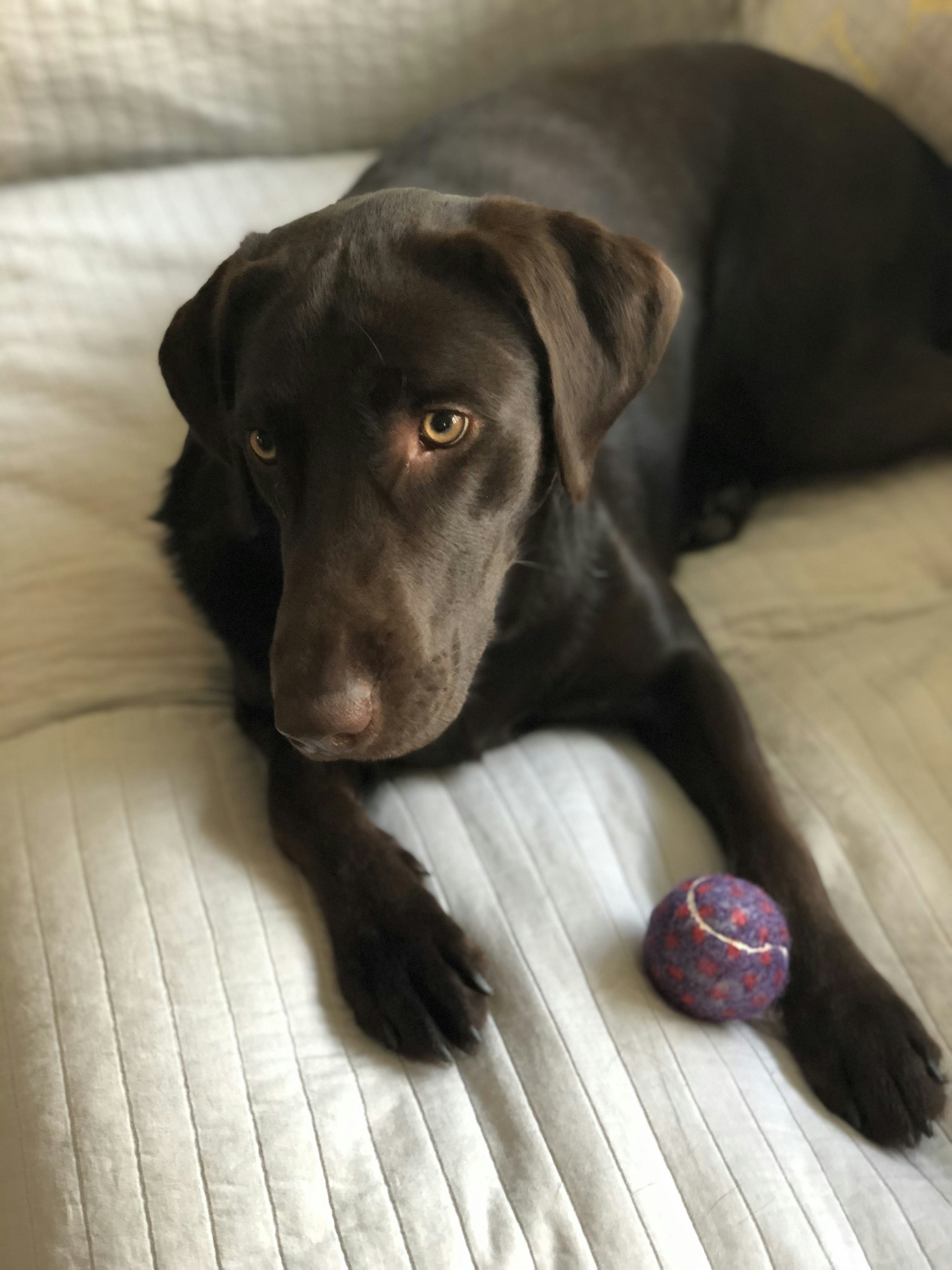 adult chocolate lab