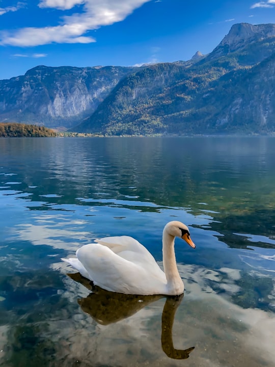 white swan in Hallstatt Austria Austria