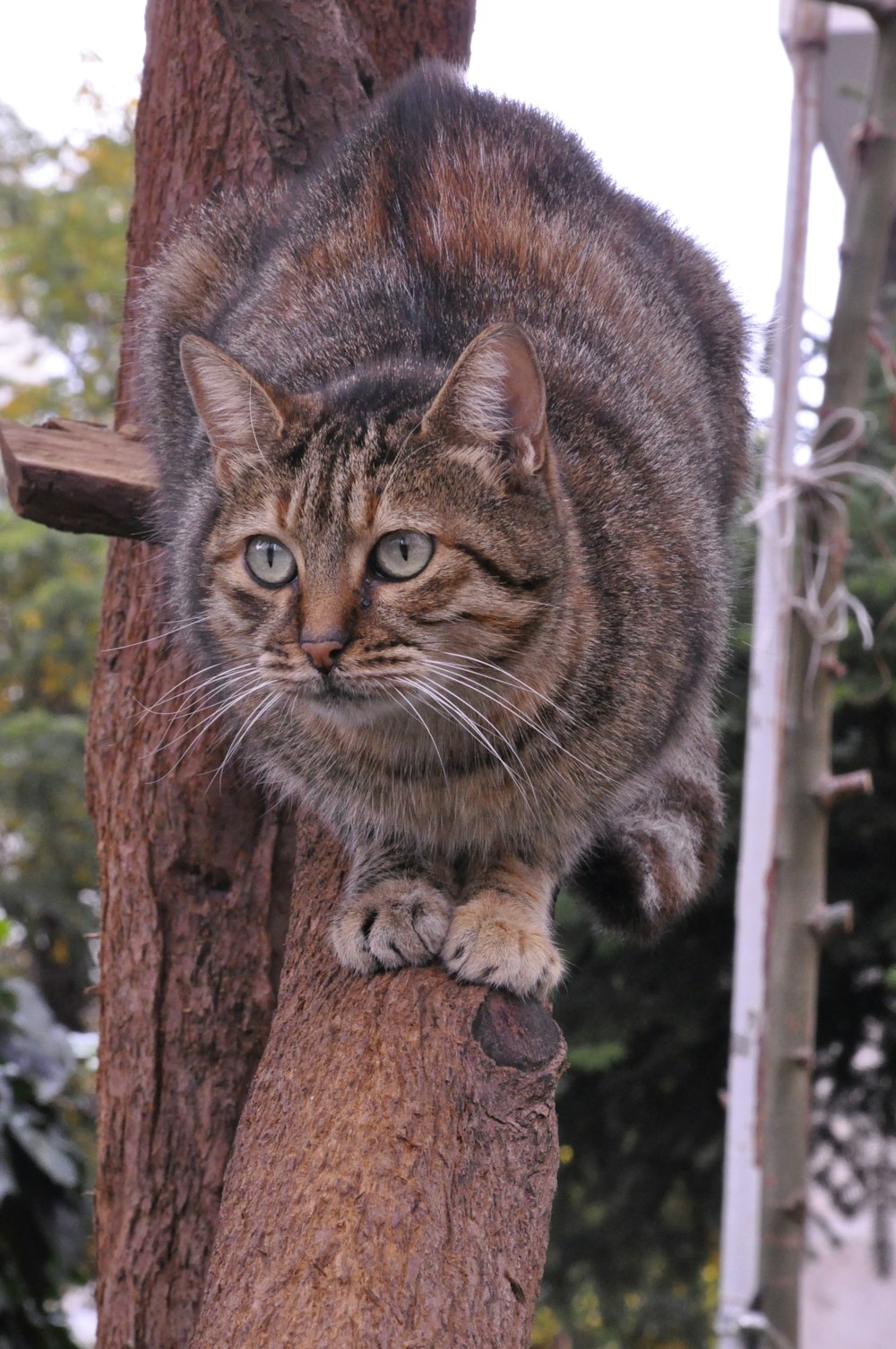 chat tigré brun sur l’arbre