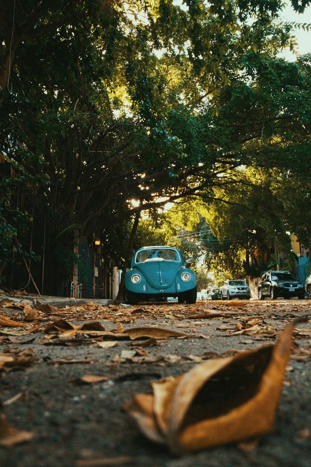 Volkswagen Käfer unter Bäumen geparkt