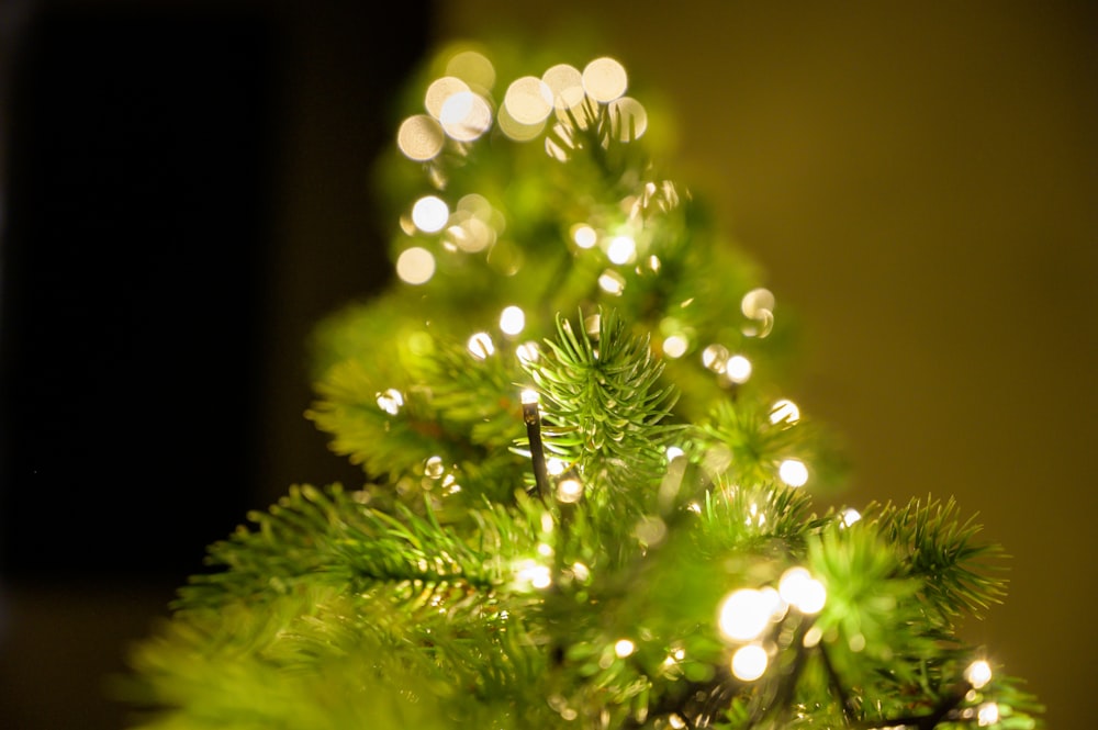 macro photography of green Christmas tree with string lights