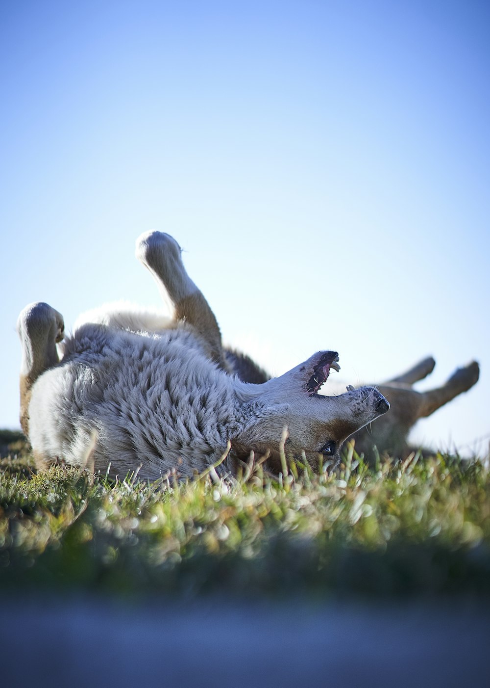 adult fawn dog rolling on the grass field