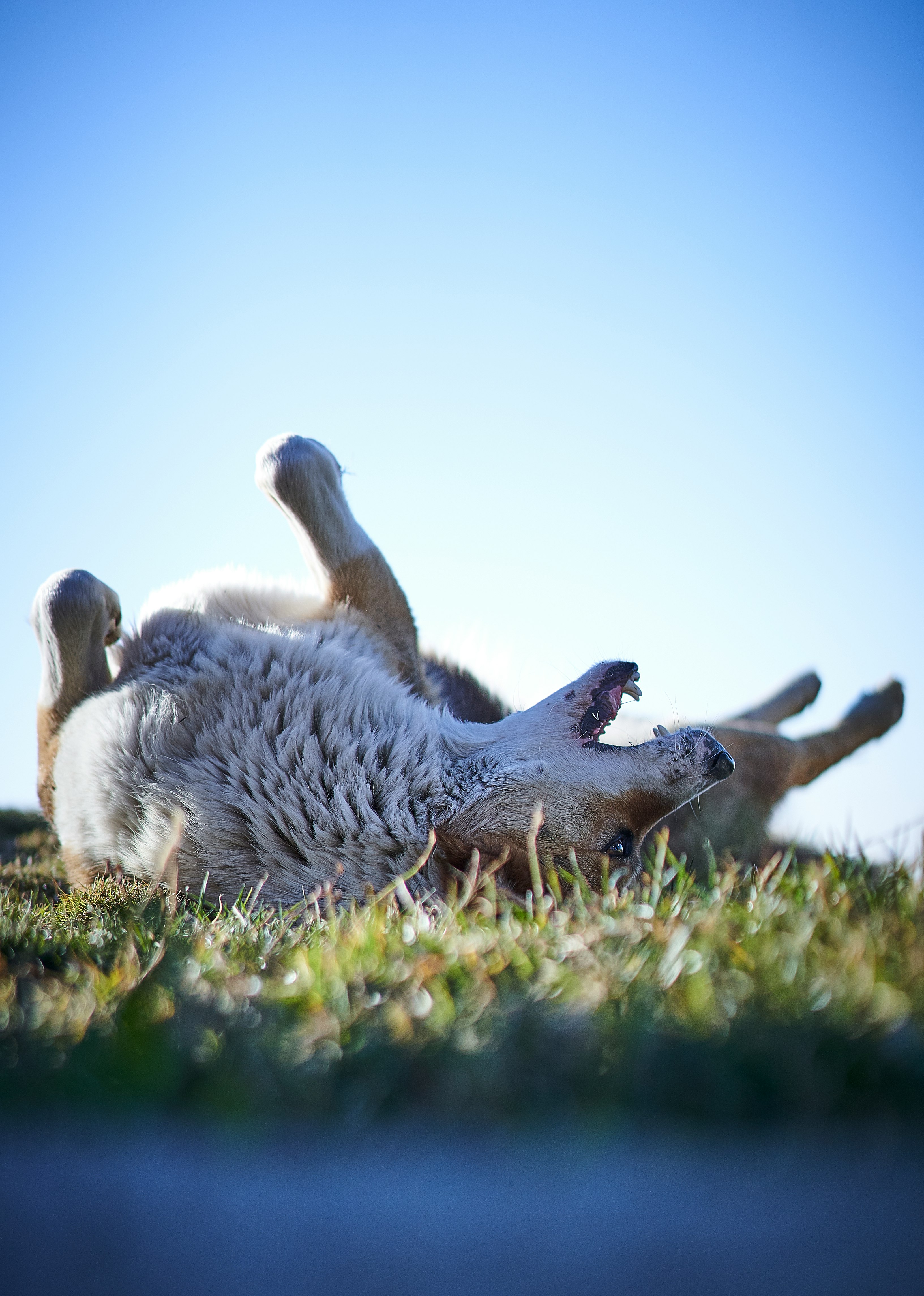 adult fawn dog rolling on the grass field
