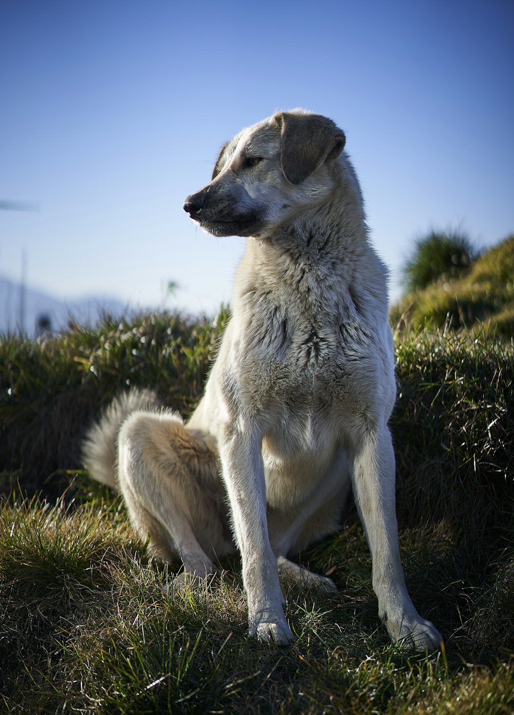 adult fawn Anatolian shepherd