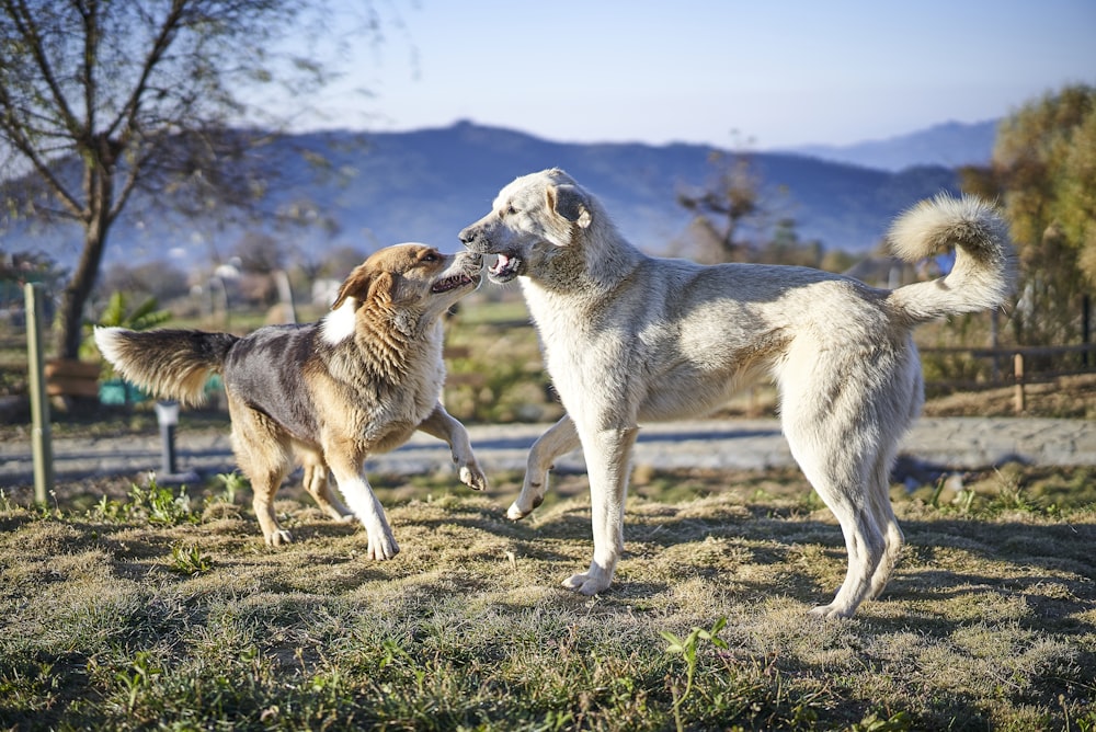 two assorted breed of dogs playing on green field