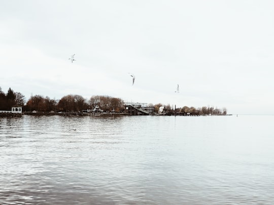 three birds flying in the sky above body of water in Bregenz Austria