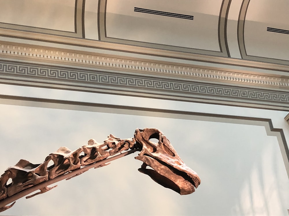 macro photography of brown dinosaur skeleton
