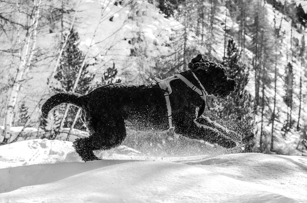 grayscale photography of short-coated dog running on snowy field