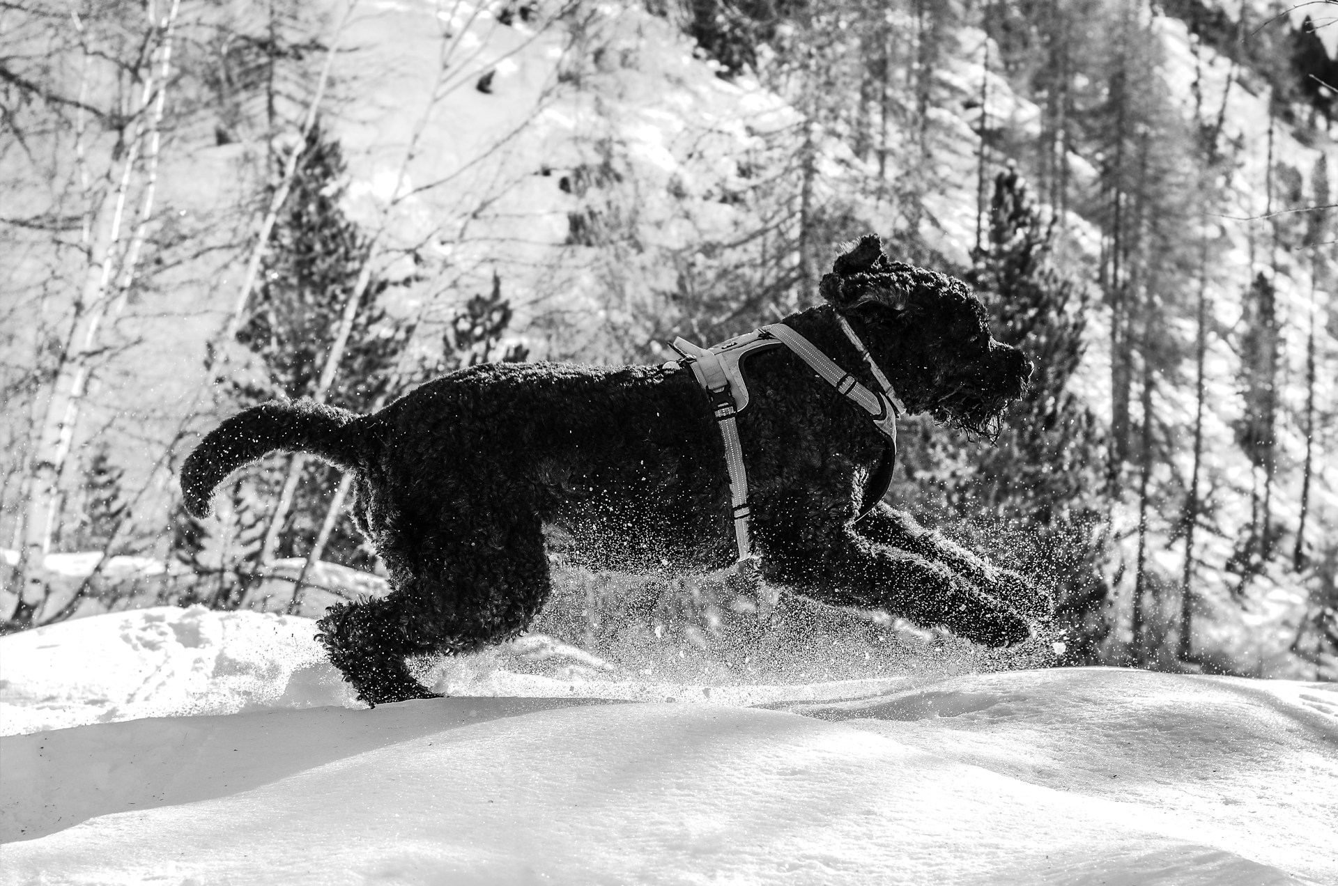 grayscale photography of short-coated dog running on snowy field