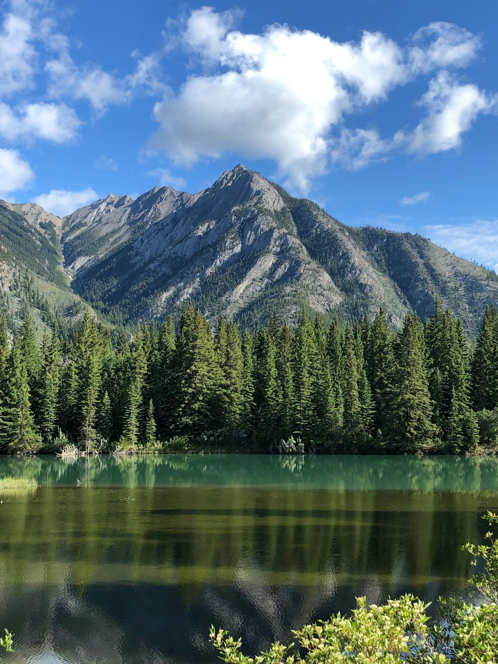 photography green pine trees and mountain range during daytime