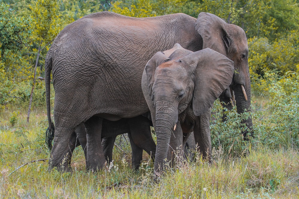 wildlife photography of elephant during daytime