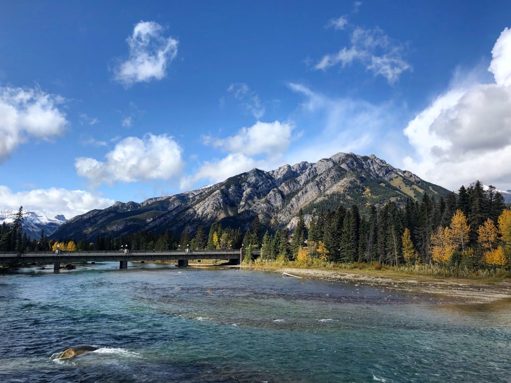 photography of pine trees and mountain range during daytime