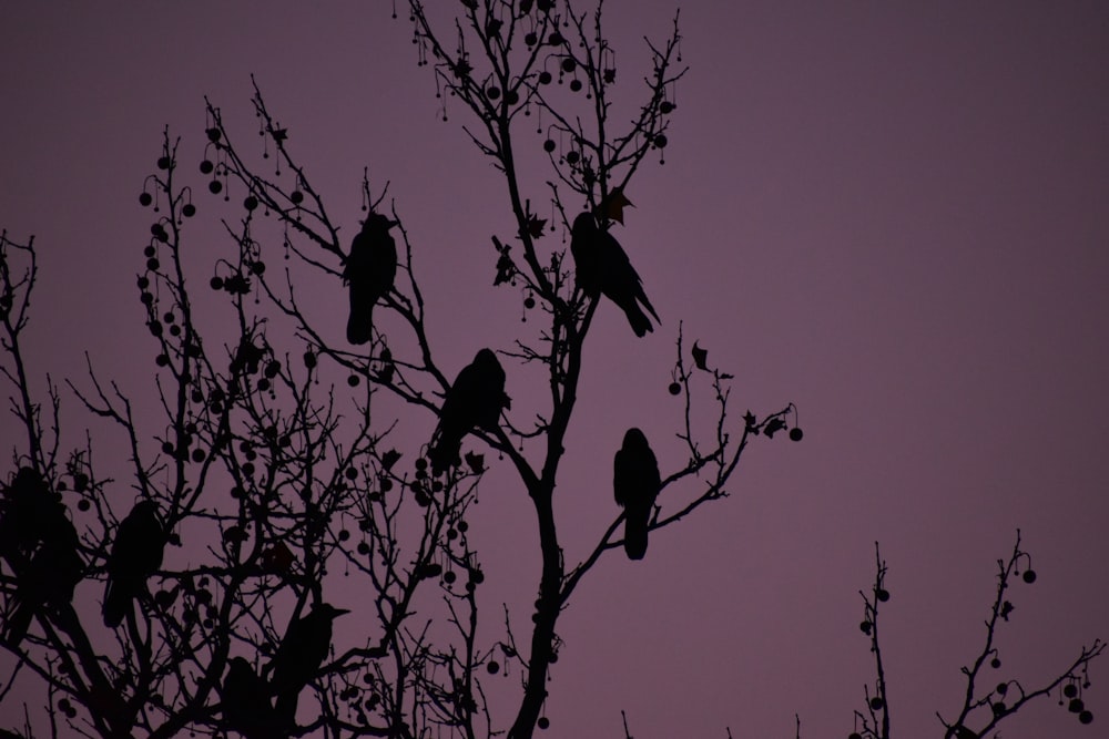 silhouette of birds perching on tree branches