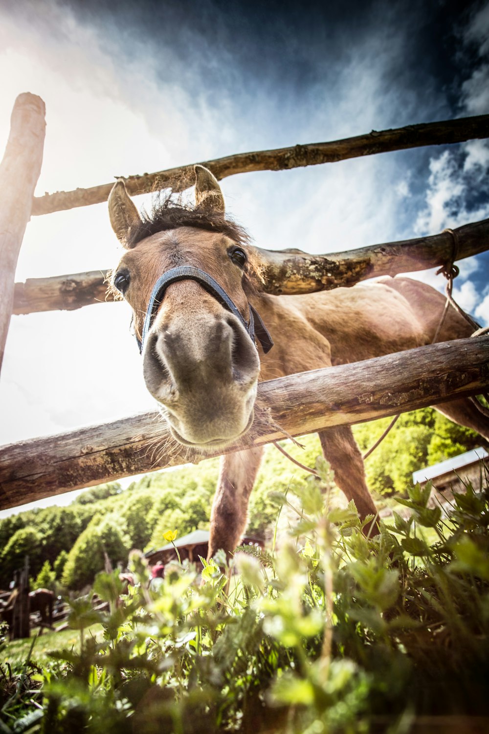 Fotografía macro de pony marrón cerca de la valla de madera marrón bajo el cielo blanco y azul