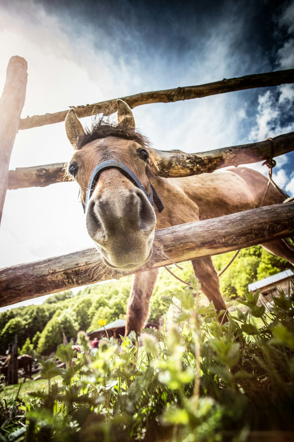 macro photography of brown pony near brown wooden fence under white and blue sky