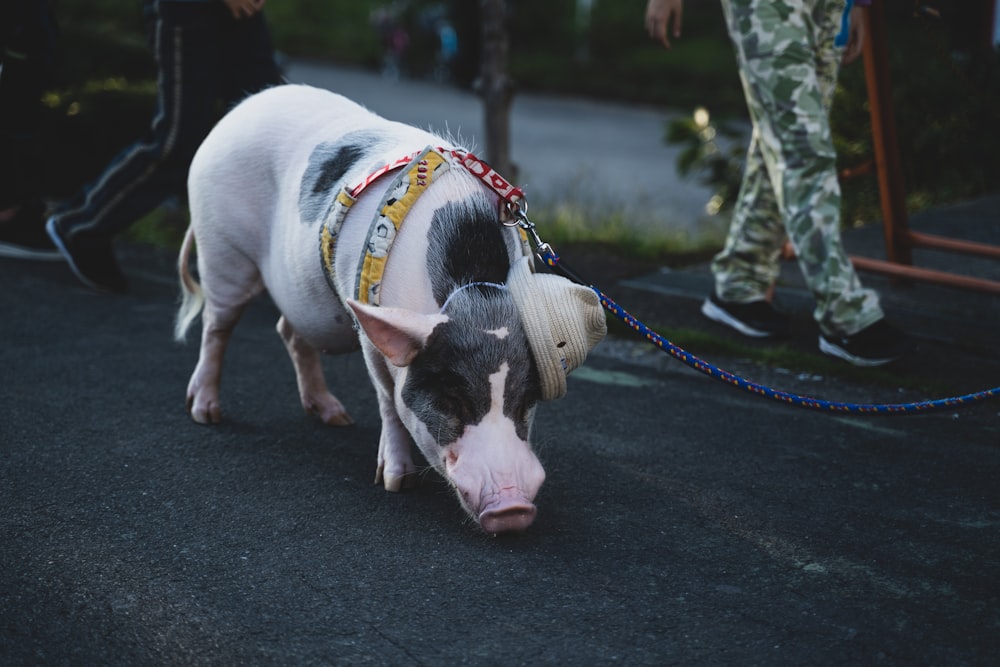 white and black pig wearing beige hat