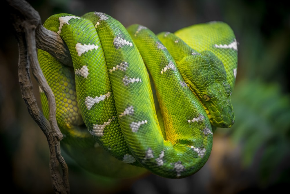 macro photography of green and yellow python