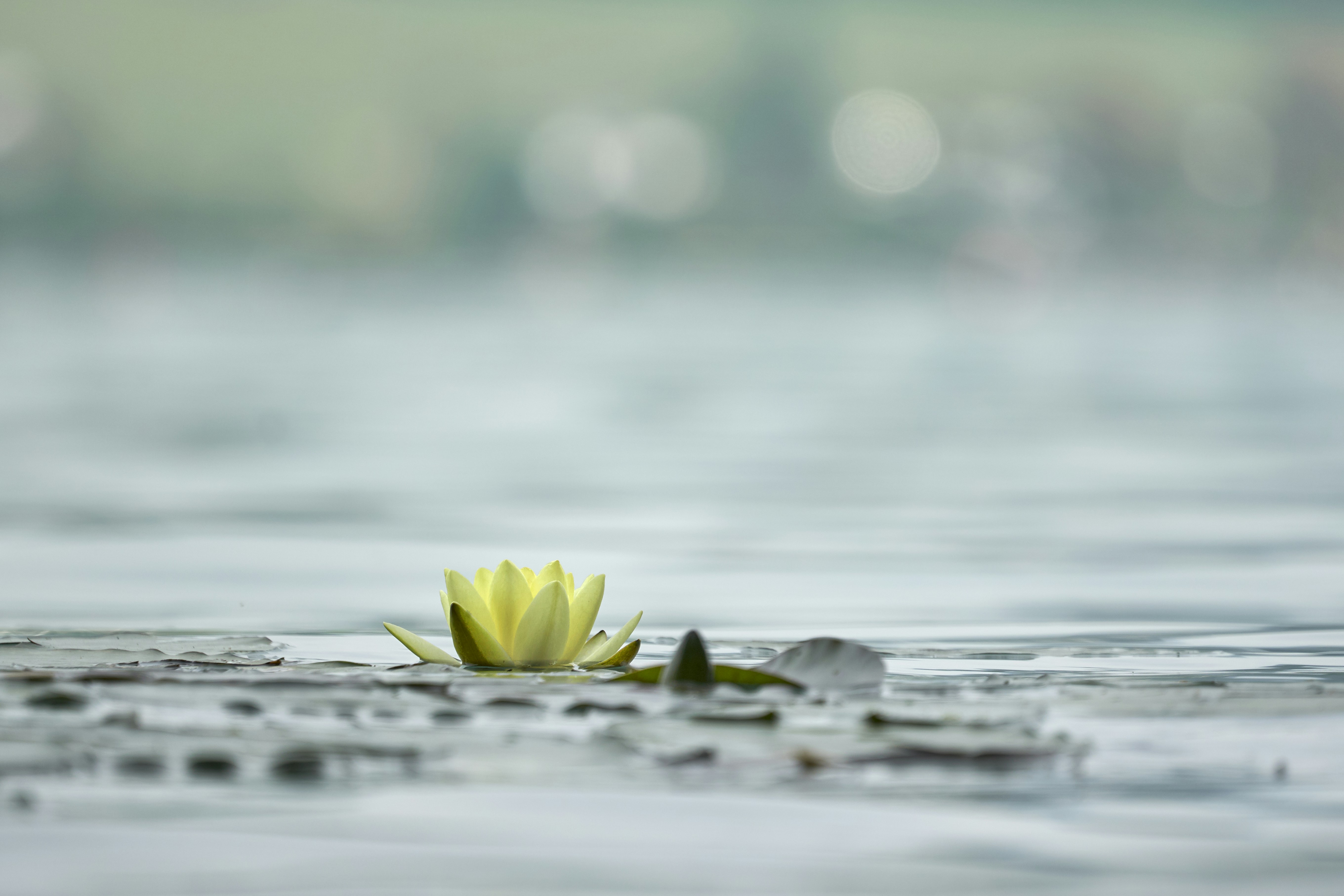 Photo by wolfgang_hasselmann