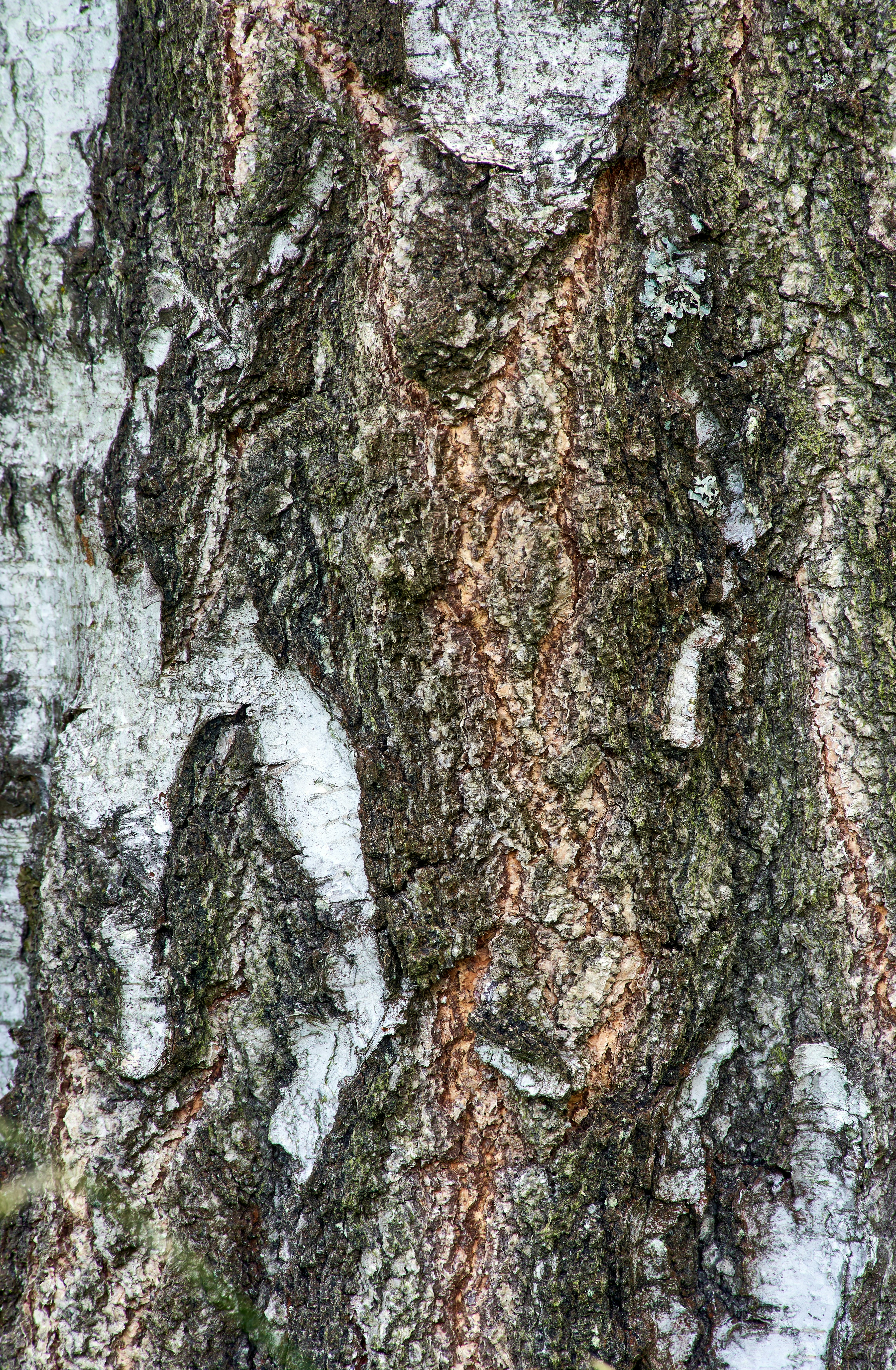 Photo by wolfgang_hasselmann