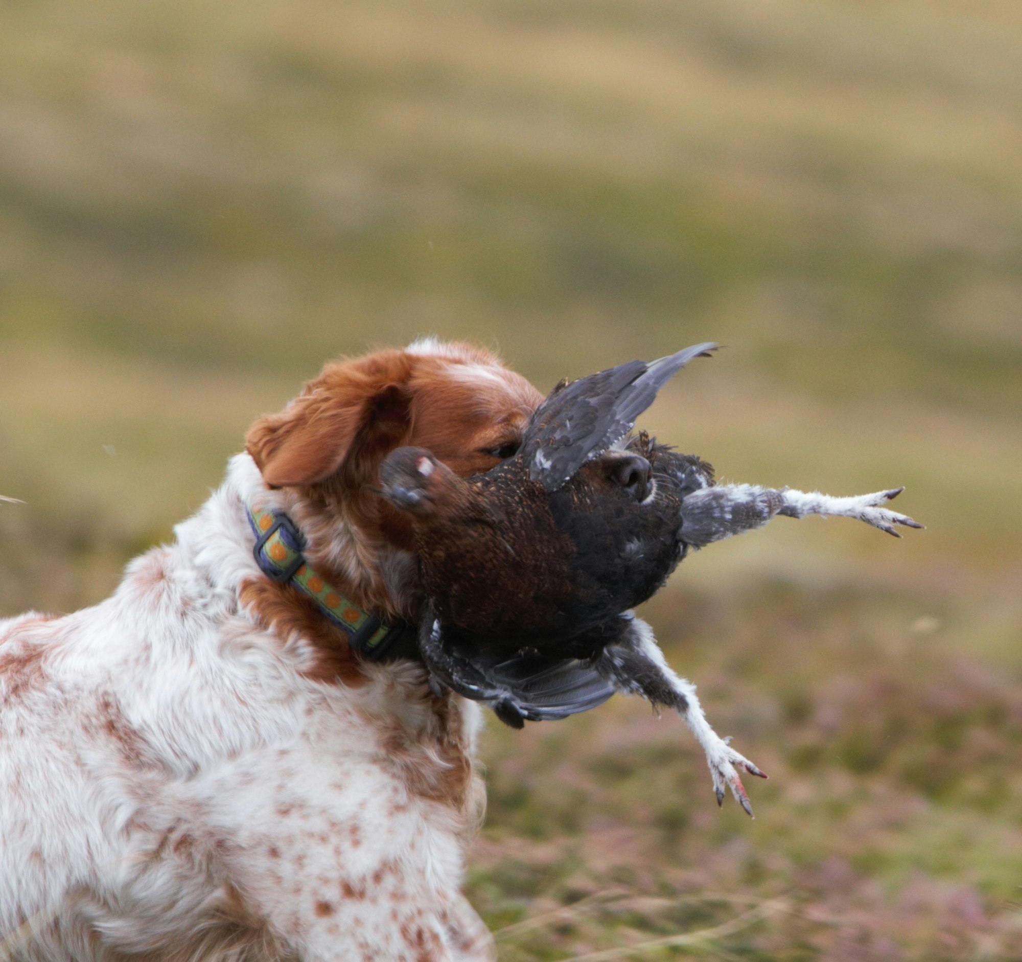 short-coated white and brown Brittany Spaniel dog biting pigeon bird