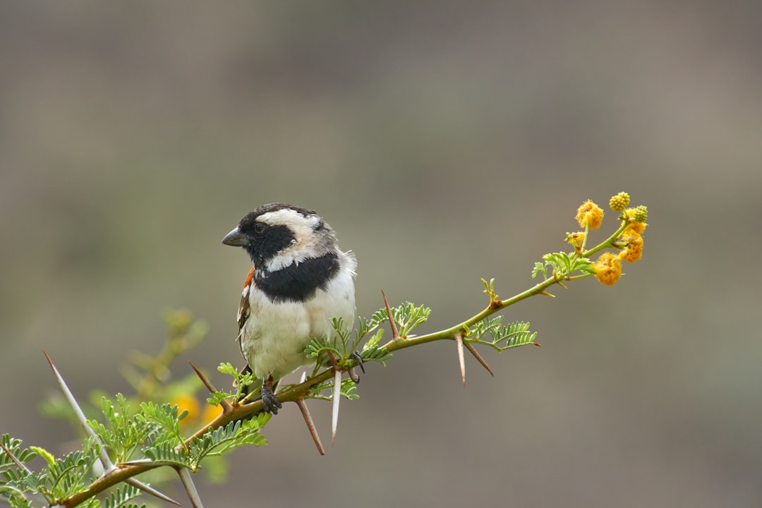 black capped chickadee on green leaf plant