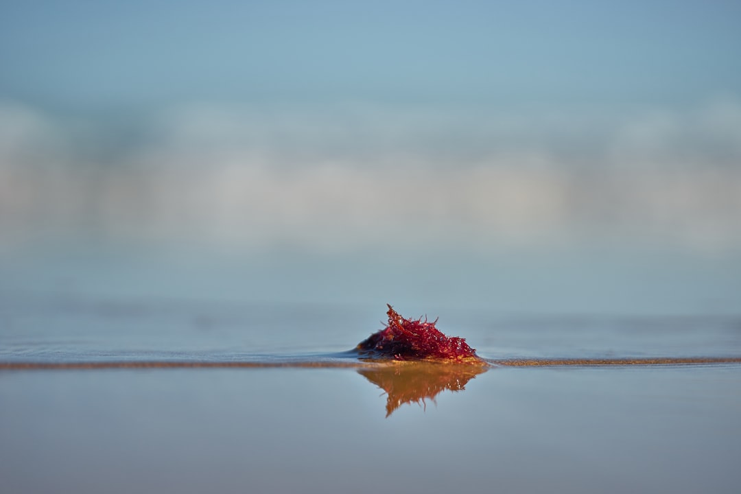 macro photography of red leaf on body of water