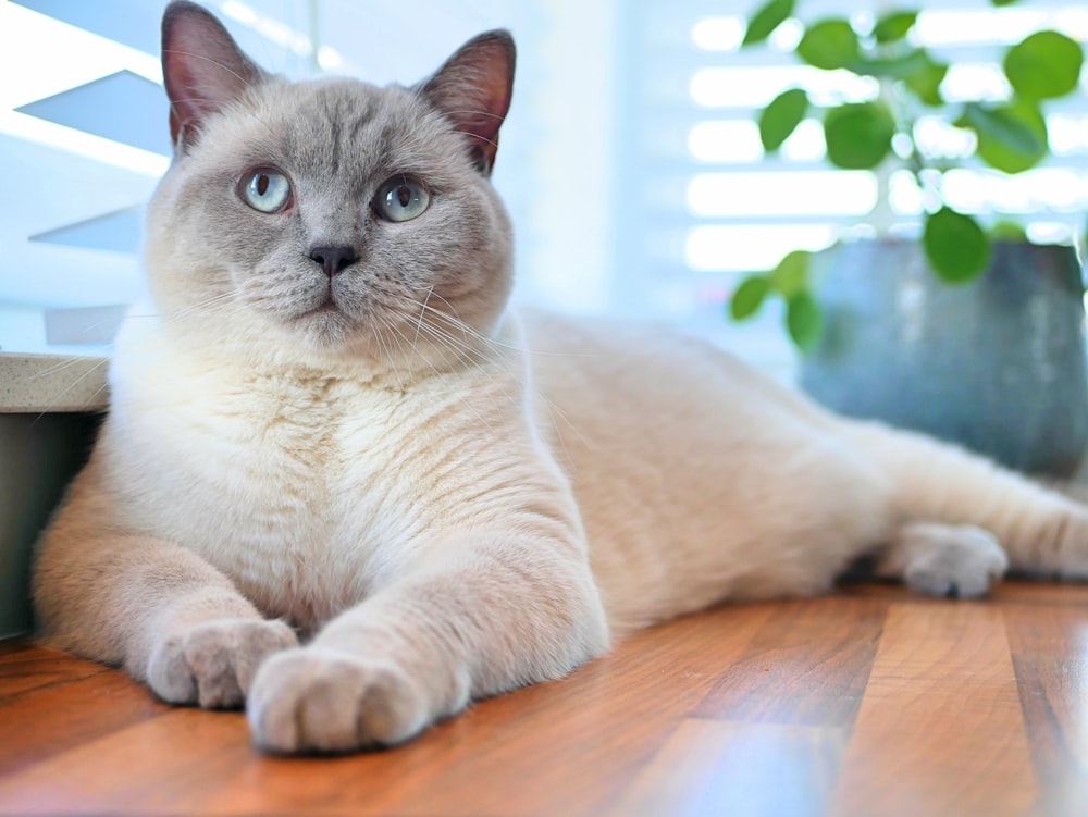 macro photography of short-fur white and gray cat on wooden floor