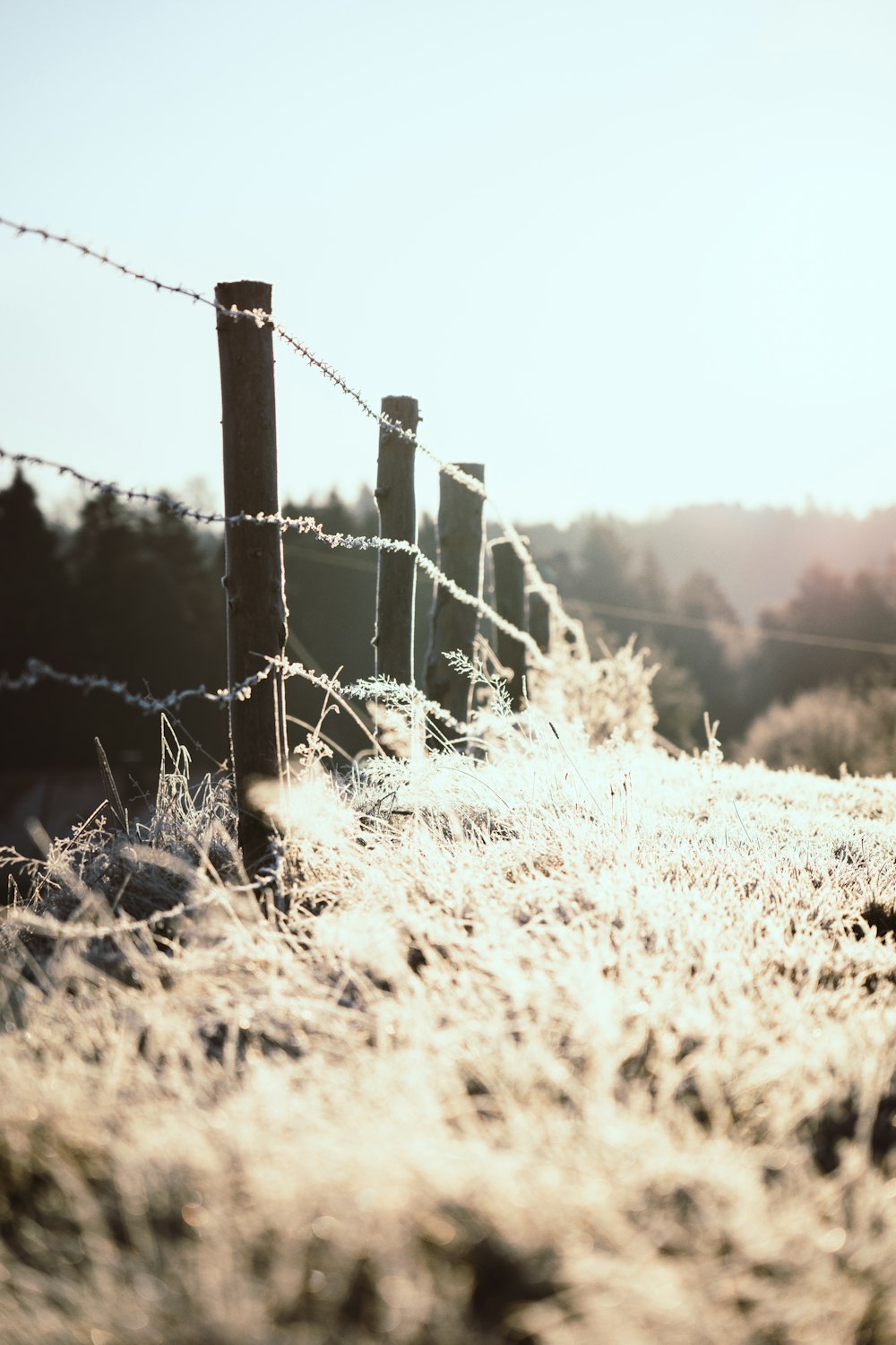 gray barbwire near field